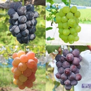 ������p�D��Ԃǂ� ��1kg�i2�`3�[�j| �D��Ԃǂ� �Ԃǂ� �t���[�c ���Ɍ� ��S��