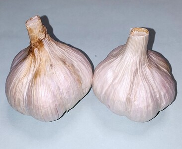 にんにくSサイズ(栽培期間中農薬不使用)約800g | 野菜 やさい にんにく ニンニク 兵庫県 上郡町