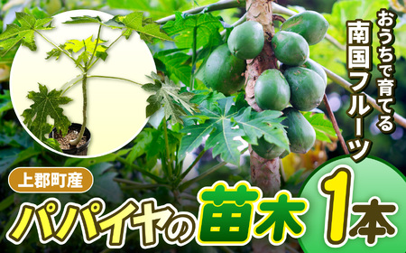 上郡町産 パパイヤの苗木 | パパイヤ 植物 トロピカル フルーツ 家庭菜園 兵庫県 上郡町