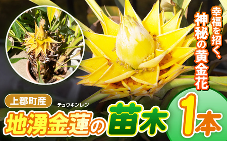 上郡町産 地湧金蓮(チュウキンレン)の苗木 | 地湧金蓮 植物 花 縁起 開運 兵庫県 上郡町