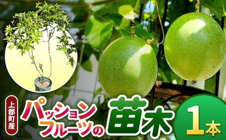 上郡町産 パッションフルーツの苗木 | パッションフルーツ 植物 南国 ガーデニング 完熟 兵庫県 上郡町
