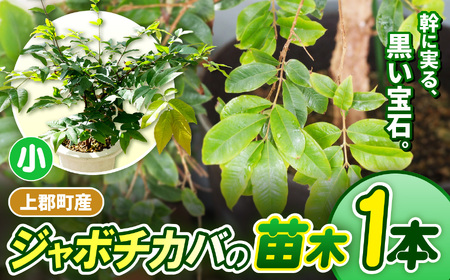 上郡町産 ジャボチカバの苗木(小)| ジャボチカバ 植物 フルーツ 珍しい おいしい 兵庫県 上郡町