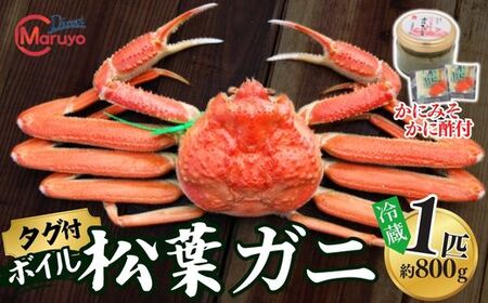 [先行予約][ボイル松葉がに 1匹(約800g)かにの身入りかにみそ 三杯酢付 冷蔵]令和7年11月中旬以降、順次配送予定 配送前事前連絡いたします 香住・山陰沖で水揚げされた新鮮な松葉がを熟練の職人茹で上げ カニ本場 香住 新鮮 国産 鍋 かすき 脚 足 爪 身 肩 兵庫県 香美町 柴山 ズワイガニ マルヨ食品 マルヨダイレクト 17-30