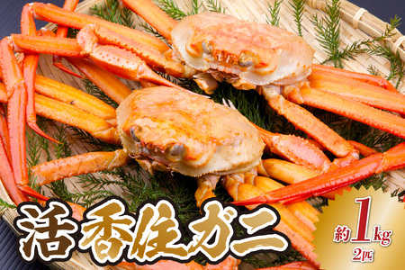 [活香住ガニ 約1kg×2匹 冷蔵]令和8年2月以降、順次発送予定 香住漁港 新鮮 香住ガニ かに カニ 蟹 紅ズワイガニ 紅ずわいがに 新鮮 国産 鍋 かにすき 脚 足 爪 身 肩 おすすめ 返礼品 兵庫県 香美町 日本海 宿院商店 33-34