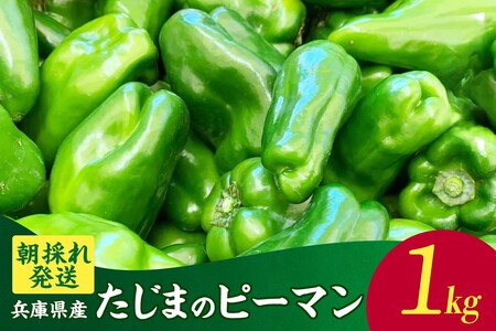 [朝採れ発送「たじまのピーマン」1Kg]野菜 ピーマン たじま 新鮮野菜 サラダ おかず 詰め合わせ 絶品 お取り寄せ 美味しい 料理 おうちごはん 新鮮 肉詰め 兵庫県 香美町 村岡 むらおか夢アグリ 6000円 41-26