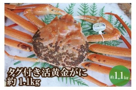 [幻のカニ 兵庫県香住産 タグ付き活黄金ガニ 約1.1kg]松葉がにの旨味と香住ガニの甘みをあわせもつ黄金ガニ 水揚げ量が少なく大変貴重 特大サイズ かにすき お鍋 焼きガニ 香住港 柴山港 香美町 日本海フーズ にしとも かに市場 07-39