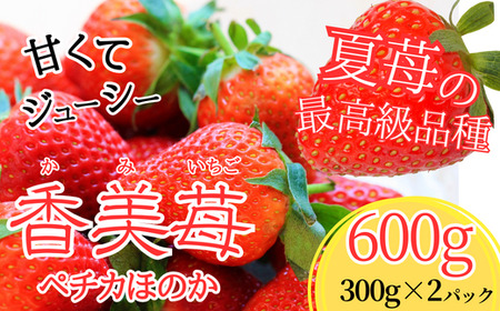 [夏イチゴの最高級品種 ペチカほのか 300g(12〜24粒)2パック]7月から発送予定 香美町で育てた香美苺 いちご イチゴ 兵庫県 香美町村岡 ユースランド 19000円 18-06