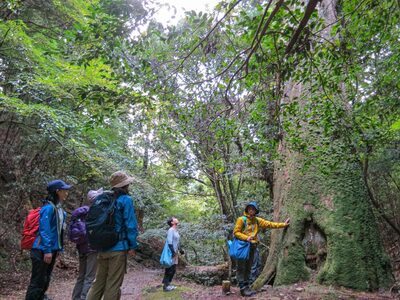 春日山原始林ガイドウォーク 旅行 旅 体験 ツアー 原始林 世界遺産 山 春日山 スギ 旅行 旅 体験 ツアー 原始林 世界遺産 山 春日山 スギ 旅行 旅 体験 ツアー 原始林 世界遺産 山 春日山 スギ 旅行 旅 体験 ツアー 原始林 世界遺産 山 春日山 スギ 旅行 旅 体験 ツアー 原始林 世界遺産 山 春日山 スギ F-88 奈良 なら