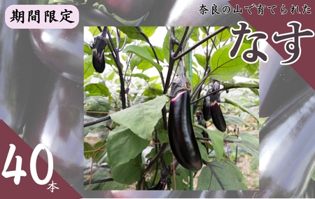 なすび 40本 7-228