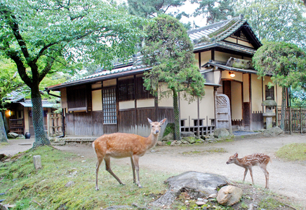 江戸三 会席料理 ペアお食事券(ランチ・ディナー) 85-002
