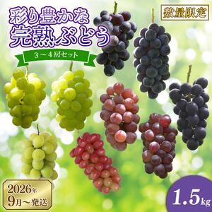 彩り豊かな完熟ぶどう 3～4房セット 1.5㎏【tbb04】