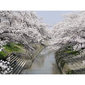 [返礼品なし]高田千本桜や大和高田市内の都市公園などの桜への寄附 1口:1,000円