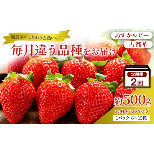 先行予約 [2回定期]毎月違う品種をお届け!奈良 いちご あすかルビー 古都華 ブランド イチゴ フルーツ ことか 定期便 250g×2パック 2回 奈良県 大和郡山市