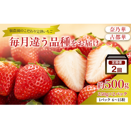 先行予約 [2回定期]毎月違う品種をお届け!奈良 いちご 奈乃華 古都華 ブランド イチゴ フルーツ ことか なのか 定期便 250g×2パック 2回 奈良県 大和郡山市