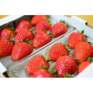 �q�_�ƒ����r�ޗǌ��Y�u�����h�������y�Ós��(���Ƃ�)�z2�p�b�N_�ʕ��E�t���[�c ������  �C�`�S �_�y�z���s�n��F�����E�k�C���E���ꌧ�z�y1565951�z