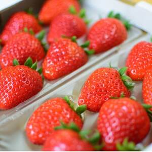 [農家直送]奈良県産いちご贅沢食べ比べセット[古都華(ことか)&奈乃華(なのか)](各1パック)_果物・フルーツ いちご イチゴ 苺_[配送不可地域:離島・北海道・沖縄県]