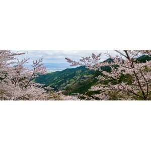 天理の風景1『FLEETING DANCE 〜儚い舞〜』 A4額装プリント