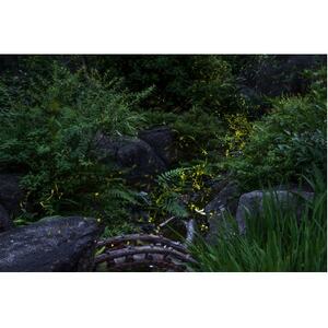 天理の風景5『 THE GARDEN OF DELIGHT 』2Lメタルグラフィックアート