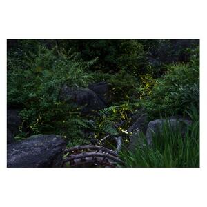 天理の風景5『 THE GARDEN OF DELIGHT 』A4額装プリント