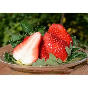 奈良で生まれた艶やかないちご 古都華 2パック_果物・フルーツ いちご イチゴ 苺_[配送不可地域:離島]