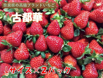 おかげさまで21年目 毎年大好評の甘い美味しい苺(レギュラーパックLサイズ×2パック)(古都華(ことか))※北海道・沖縄・離島への配送不可 ※2026年1月上旬頃より順次発送予定