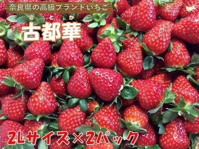 おかげさまで21年目 毎年大好評の甘い美味しい苺(レギュラーパック2Lサイズ×2パック)(古都華(ことか))※北海道・沖縄・離島への配送不可 ※2026年1月上旬頃より順次発送予定