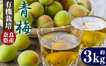 有機栽培　青梅 3kg（ジュース・梅酒・酵素用）| 果実 かじつ カジツ 梅 うめ ウメ 酒 奈良県 五條市