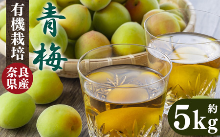 有機栽培　青梅 5kg（ジュース・梅酒・酵素用） | 果実 かじつ カジツ 梅 うめ ウメ 奈良県 五條市
