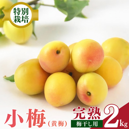 [堀内果実園]特別栽培・大切に育てた小梅(2kg)| 果実 旬 奈良県 五條市
