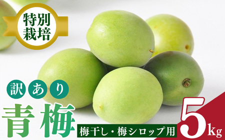 [堀内果実園]特別栽培・青梅・訳あり・B 品(5kg) | 果実 旬 奈良県 五條市