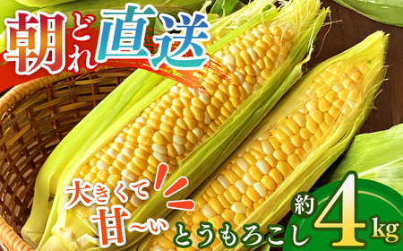 [奈良県産]太陽の微笑み とうもろこし約4kg 