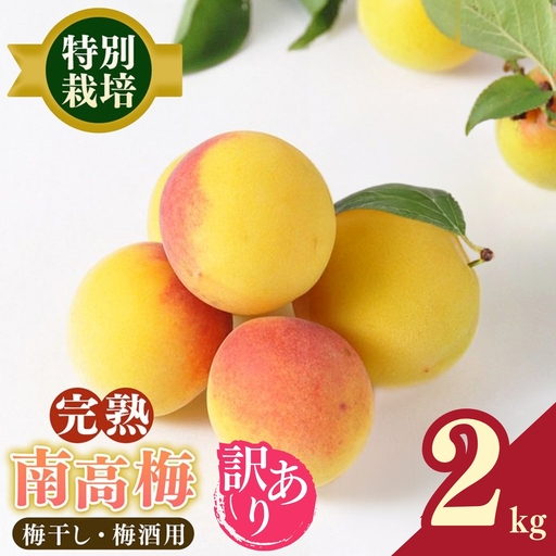 【堀内果実園】【訳あり】特別栽培・大切に育てた完熟南高梅（2kg） | 果実 旬 奈良県 五條市