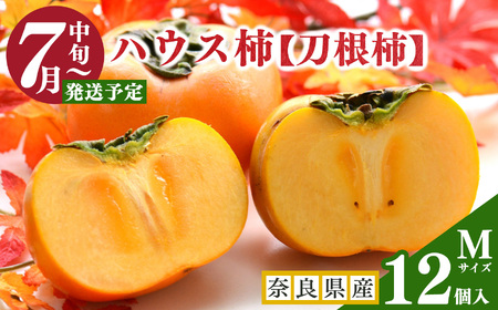 ハウス柿( Mサイズ 12個入 )| フルーツ 果物 くだもの 柿 刀根柿 ハウス 奈良県 五條市 JA