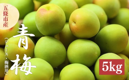 青梅（ジュース・梅酒用）約5kg | 果実 かじつ カジツ 梅 うめ ウメ ジュース 奈良県 五條市 シロップ 