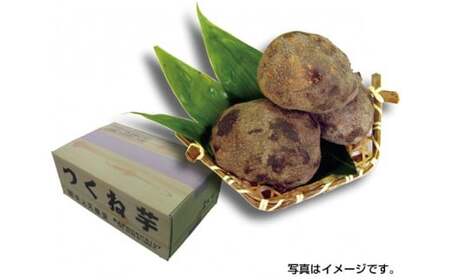 ˈ 2kg ^ Vɓ   a ^pN WAX^[[ Yi ޗǌ 䏊s