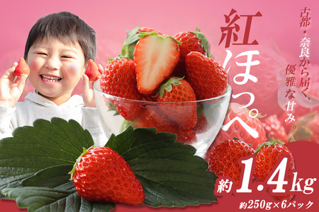 (冷蔵) 御所市産 いちご 紅ほっぺ 約1.4kg / 井垣農園 果物 フルーツ 苺 イチゴ 奈良県 御所市