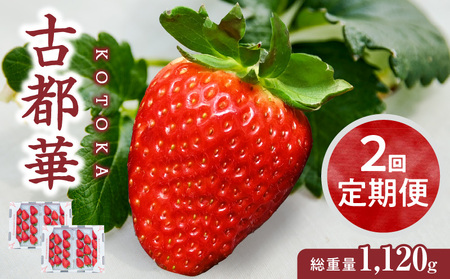 [1〜3月発送]高級いちご「古都華」 2回定期便