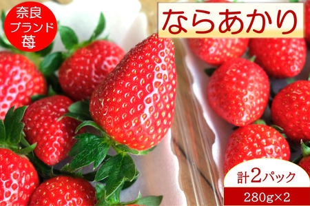 奈良県産ブランドいちご『ならあかり』約560g×1箱(2パック)|いちご イチゴ スイーツ フルーツ 果物 奈良県 香芝市 [2823]