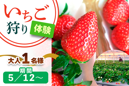 [5月12日以降] いちご狩り体験 大人1名様 奈良のブランド (あすかルビー)|イチゴ農園 果物 フルーツ 親子 体験チケット いちご狩り農園 奈良県 [3055]