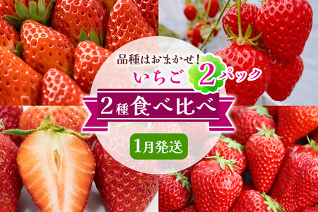 いちご 2種 (2パック) 食べ比べセット [1月発送] 品種はおまかせ!|苺 イチゴ 果物 フルーツ 産地直送 [3226]