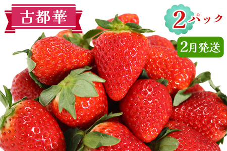古都華 2パックセット [2月] 発送|ことか いちご 苺 イチゴ 果物 フルーツ 産地直送 [3231]