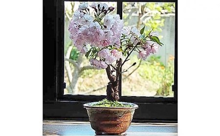 【例年4月頃開花】桜盆栽 [0101]
