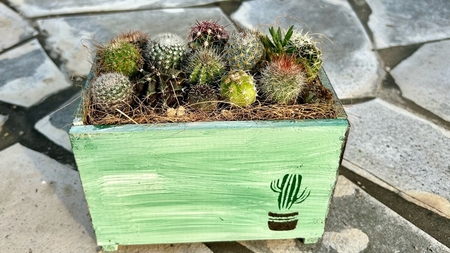 サボテンの寄せ植えアレンジ ／ aju succulent 植物 インテリア ガーデニング 15種 そのまま飾れる プレゼント ギフト 奈良県 葛城市【ajus010】