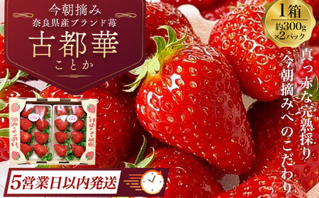 いちご イチゴ 古都華 300g×2 計600g 当日収穫・当日出荷の新鮮いちご☆ 平均糖度13〜15度! 丸笑いちご園 [=5営業日以内に発送=]