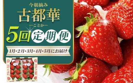 【 いちご１月から計5回定期便 】 ◆古都華　約３００g×２パック×５回 ◆ 【今朝摘みの丸笑いちご園】 ／ フルーツ いちご 苺 イチゴ 果物 くだもの 新鮮 完熟 朝採り 高級 希少品種 甘い 奈良県 葛城市【maru-tkb004】