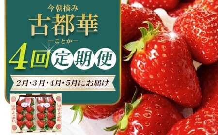 いちご[2月から計4回定期便 ] ◆古都華 約300g×2パック×4回 ◆ [今朝摘みの丸笑いちご園] 葛城市[maru-tkb005]