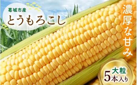 とうもろこし おおもの 5本入り / 23ファーム 奈良県 葛城市[fumi001]