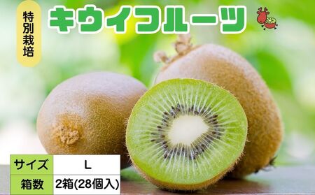 [12月以降順次発送]プレミアムキウイフルーツ Lサイズ 14個×2箱入 追熟処理済 追熟処理済/ ふるさと納税 キウイ キウイフルーツ ギフト 栄養 果物 お土産 化学肥料不使用 特別栽培 塩 奈良県 宇陀市 やまとファームJAPAN
