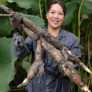 [栽培期間中農薬不使用]奈良県山添村産 掘りたて土付きレンコン詰め合わせ2kg