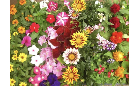 4月?6月発送予約　産地直送！ 夏の花壇苗40個詰め合わせ